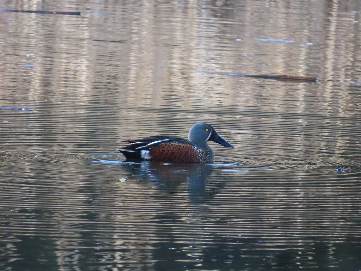 Australasian Shoveler - ML638934258