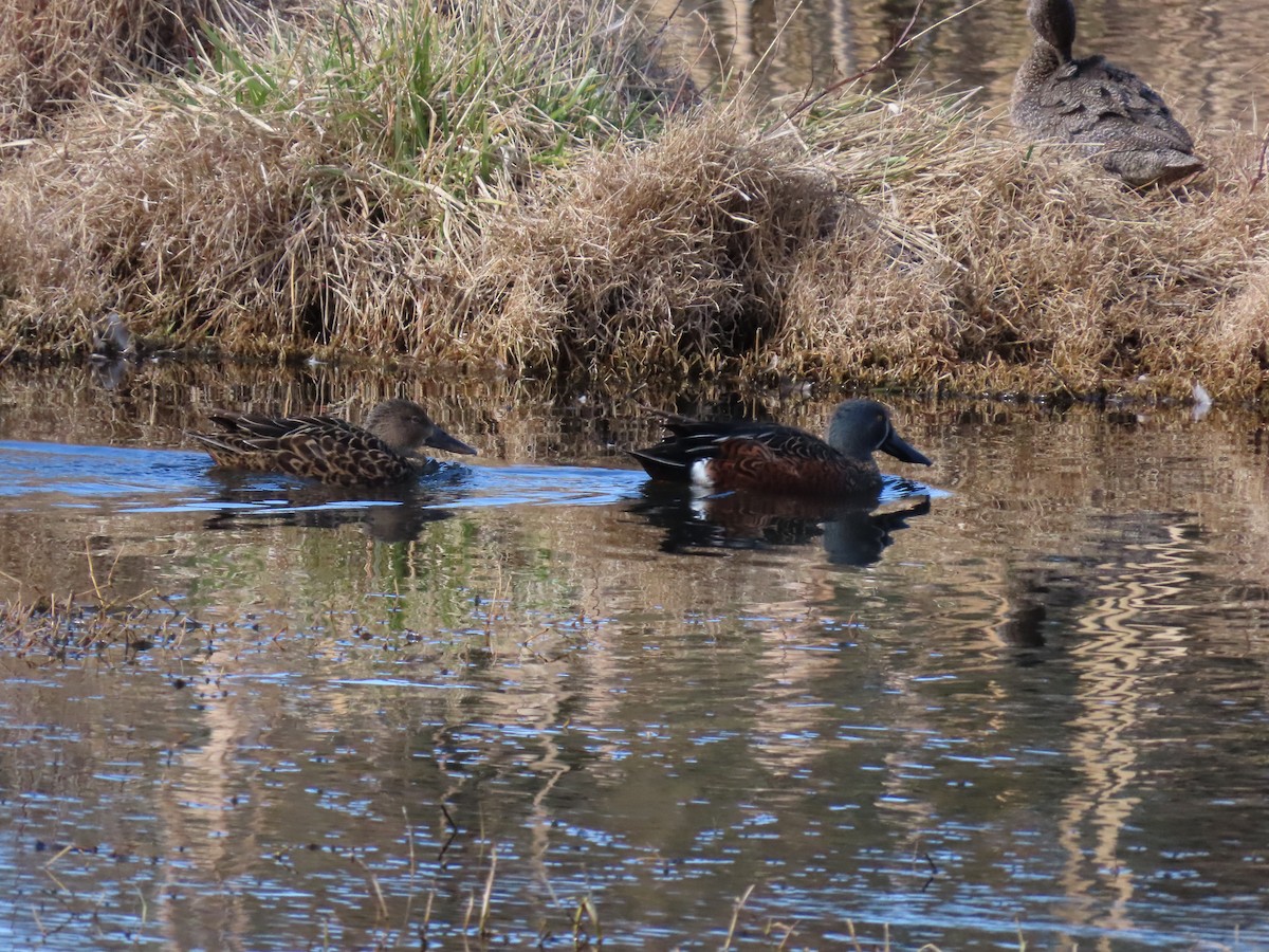 Australasian Shoveler - ML638934259