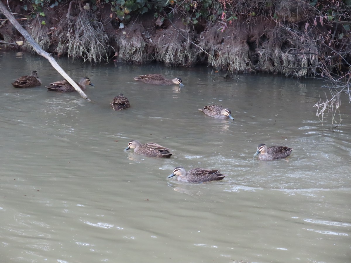 Pacific Black Duck - ML638934263