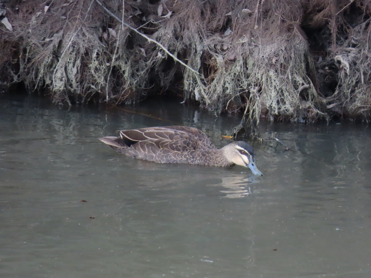Pacific Black Duck - ML638934264