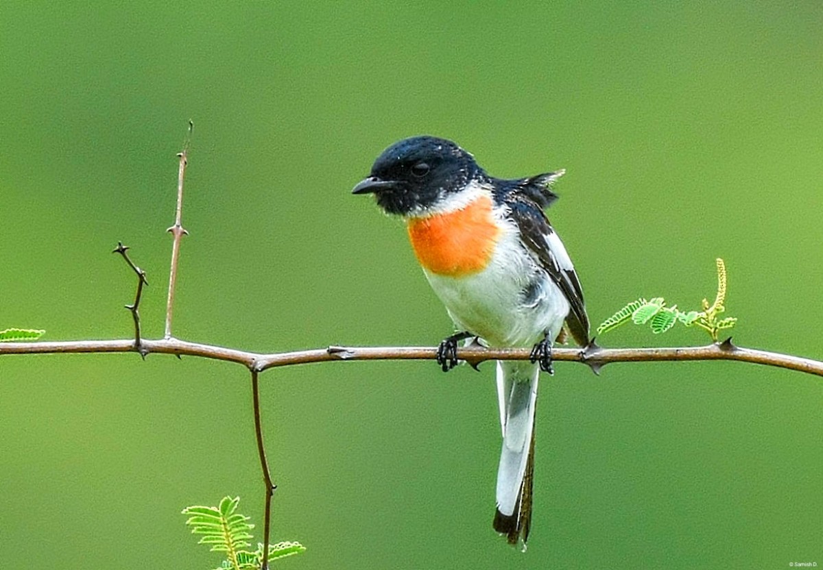 White-bellied Minivet - ML638934266