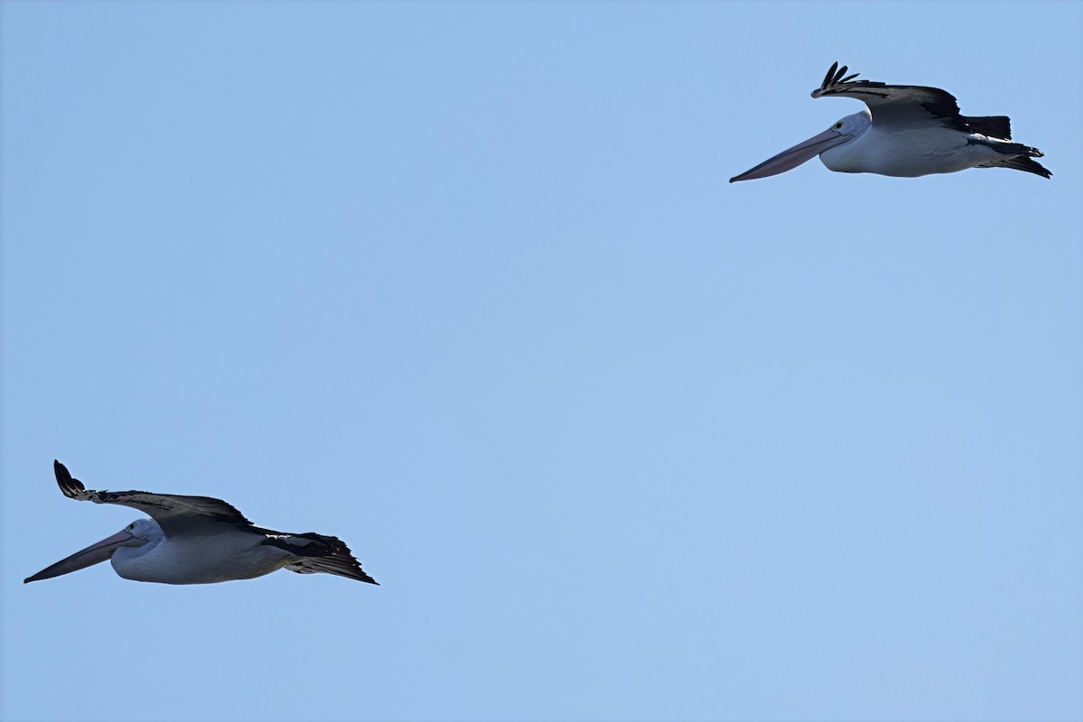 Australian Pelican - ML638934267