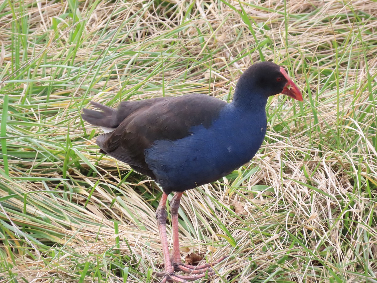 Australasian Swamphen - ML638934274