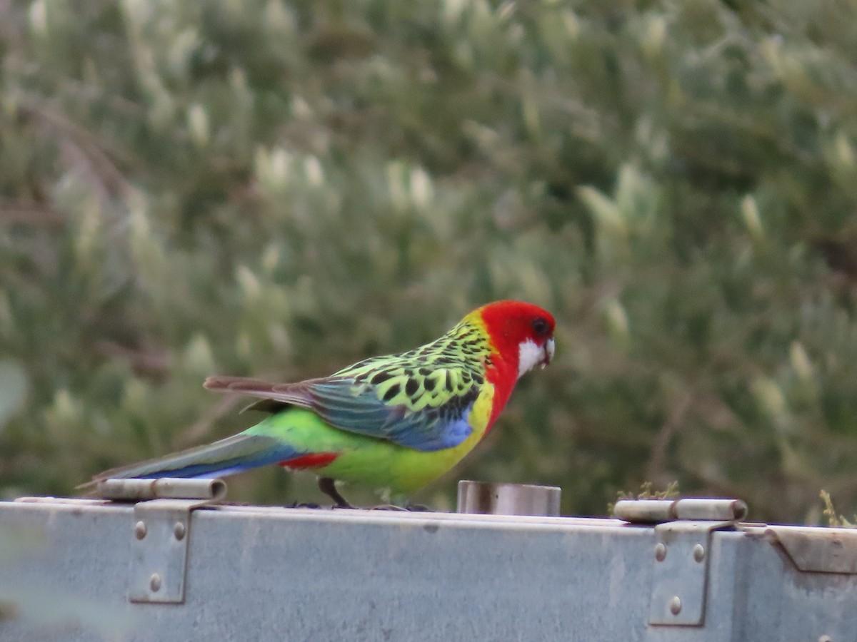 Eastern Rosella - ML638934275