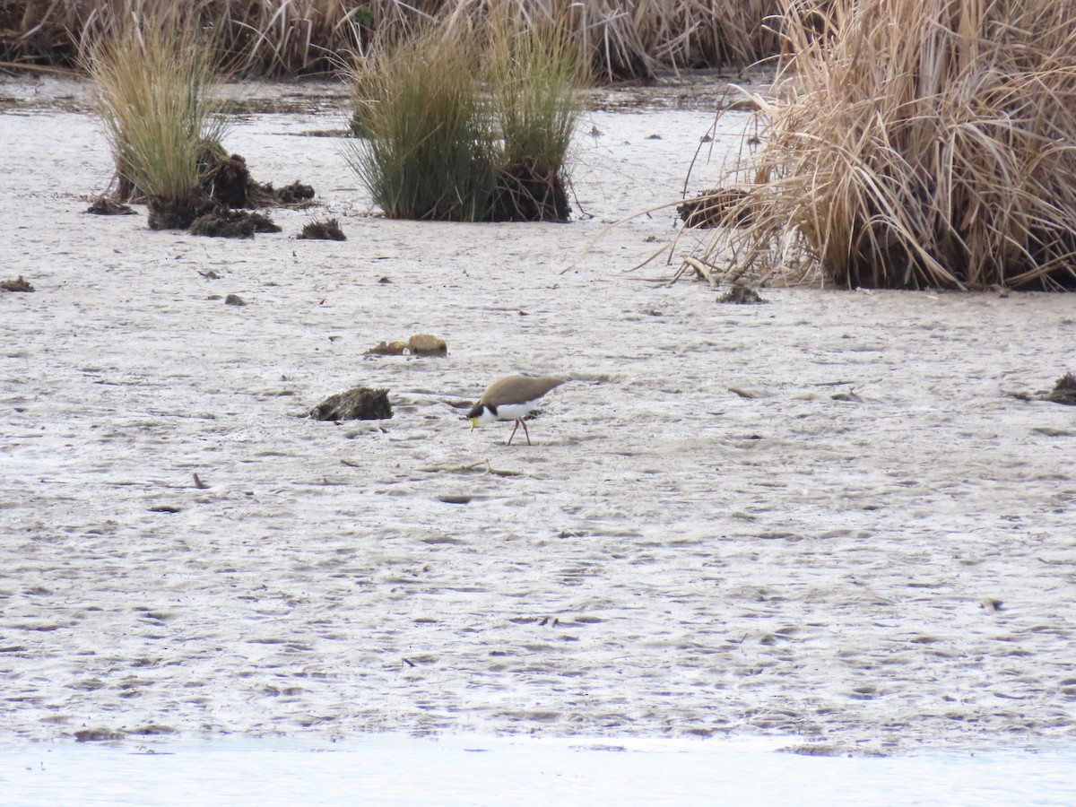 Masked Lapwing - ML638934281
