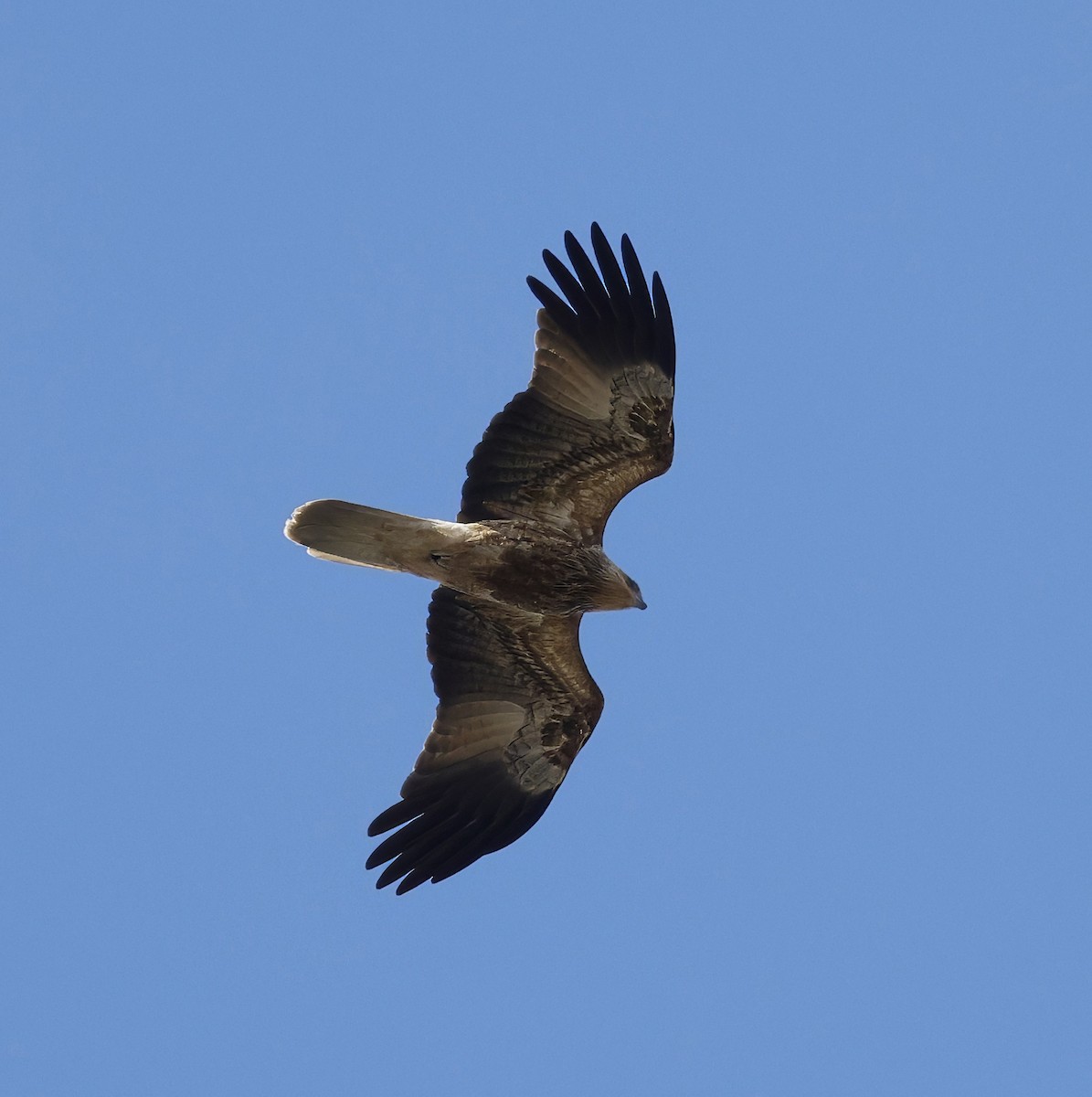 Whistling Kite - ML638934284