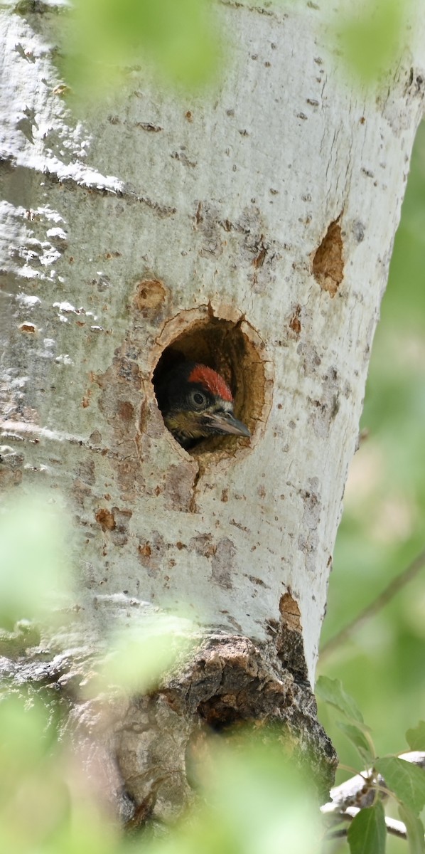 Acorn Woodpecker - ML638934287