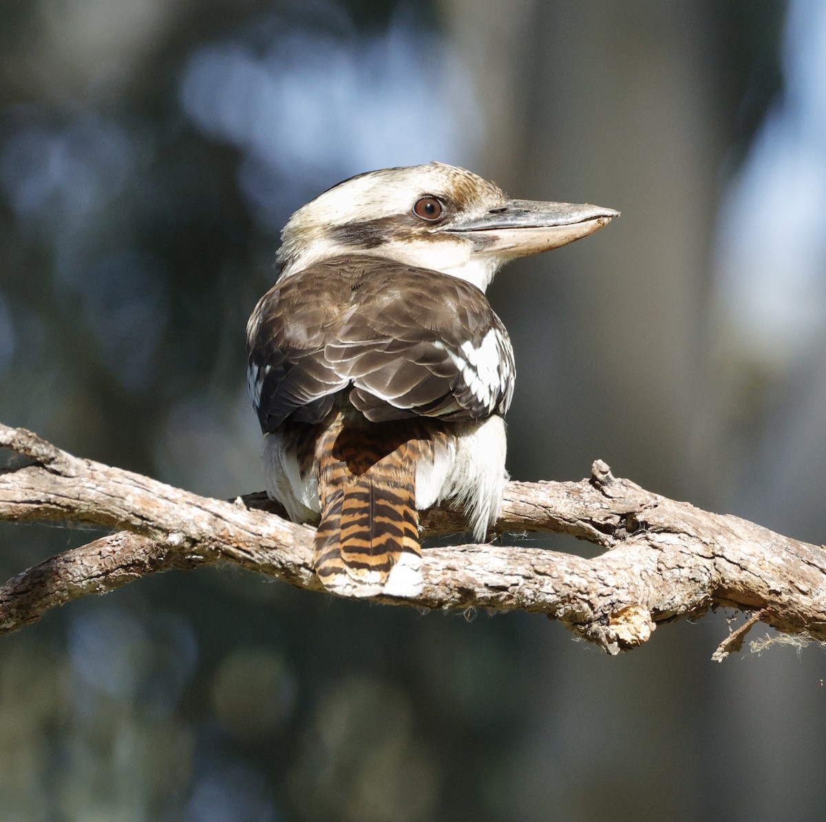 Laughing Kookaburra - ML638934289
