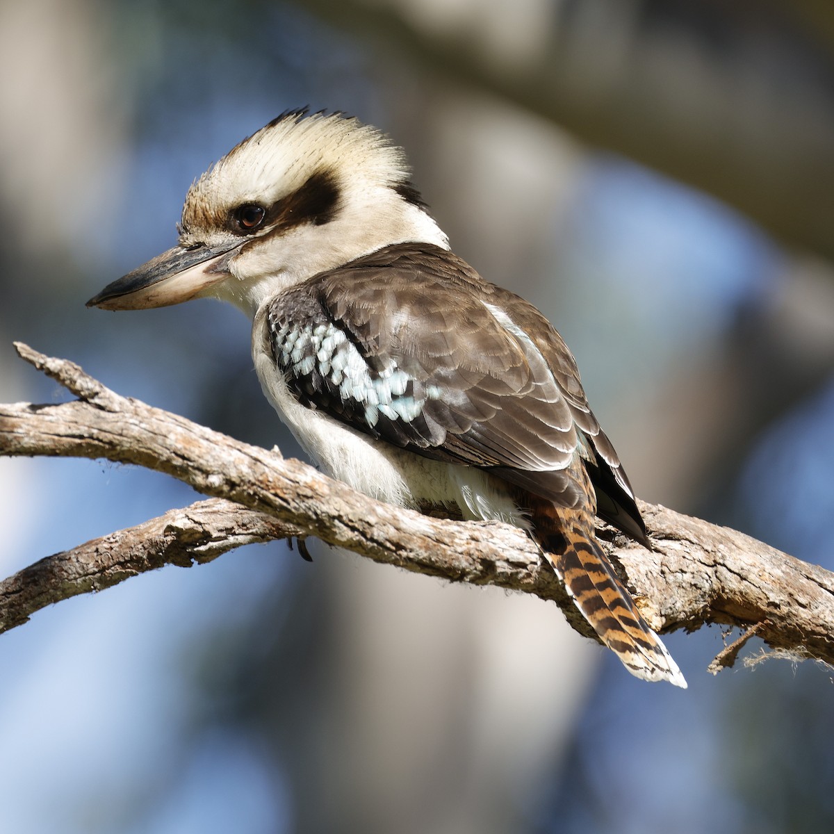 Laughing Kookaburra - ML638934290