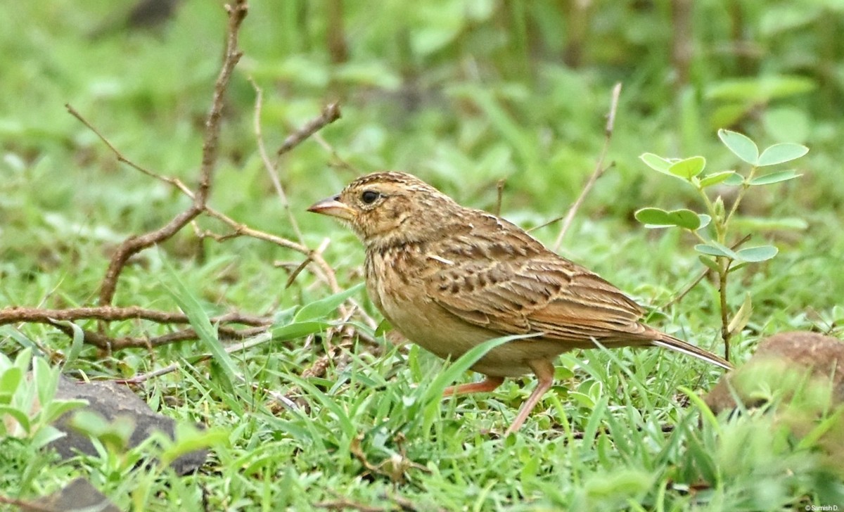 Singing Bushlark - ML638934291