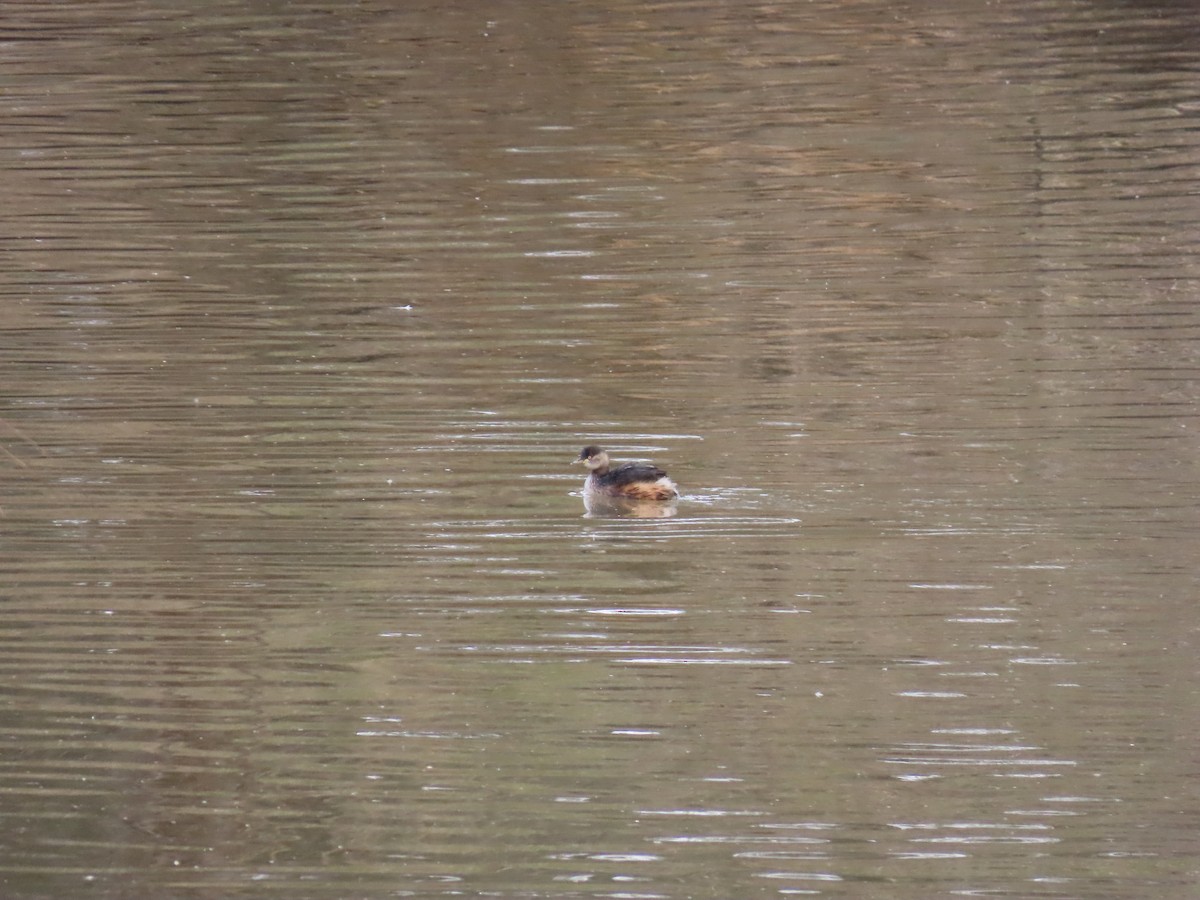 Australasian Grebe - ML638934293