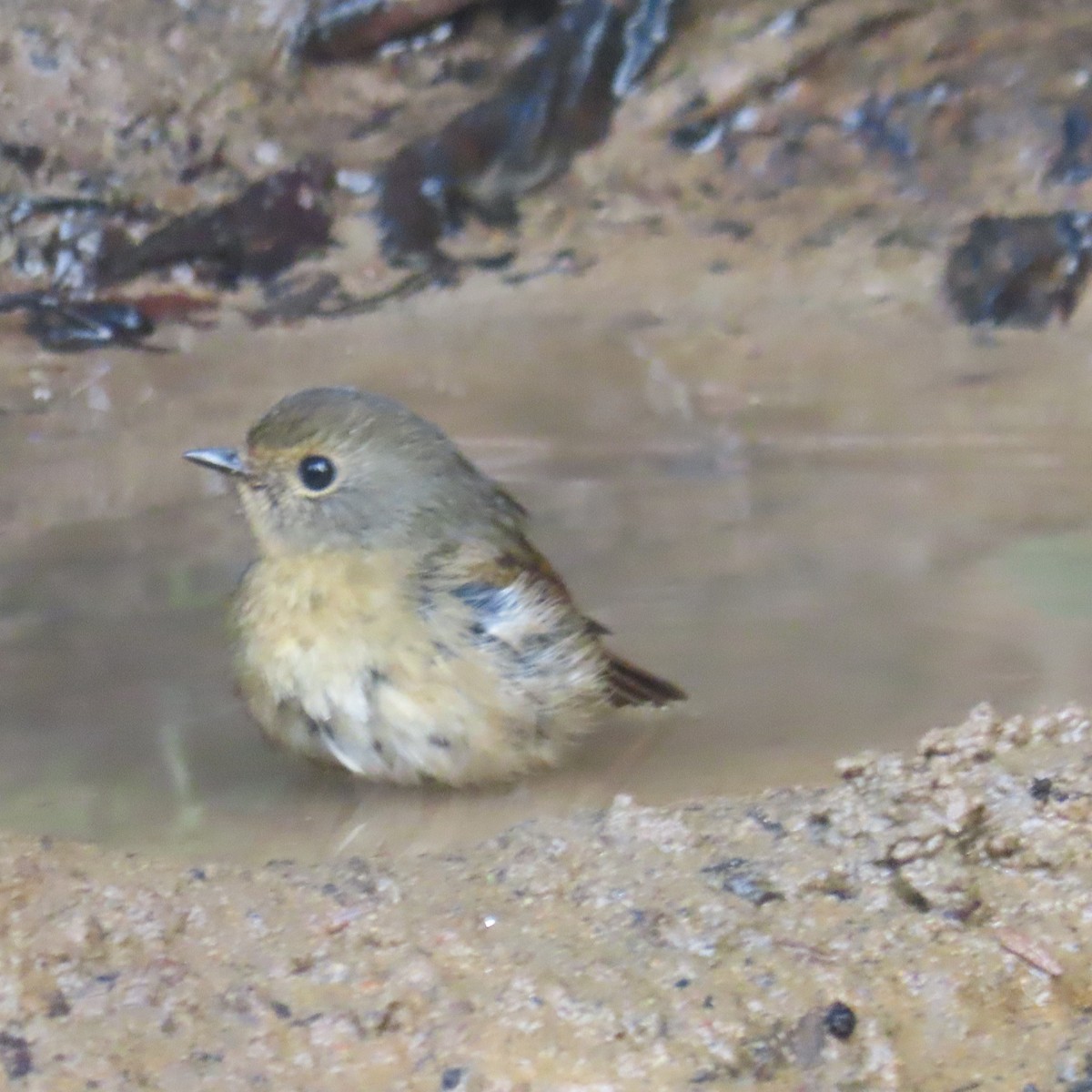 Snowy-browed Flycatcher - ML638934294