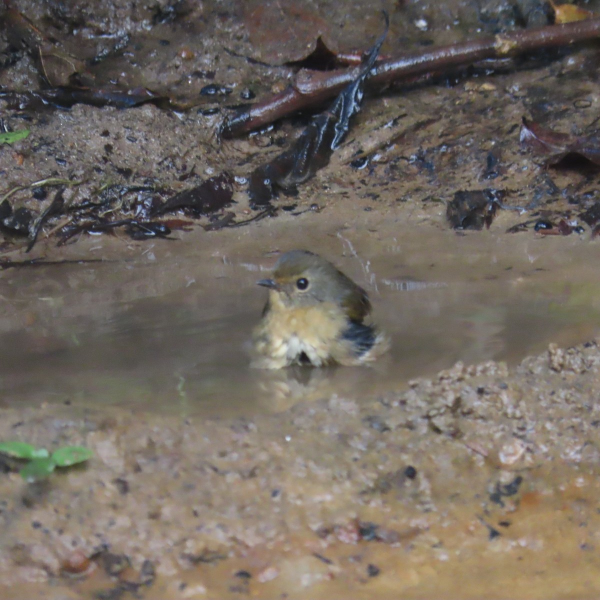 Snowy-browed Flycatcher - ML638934295