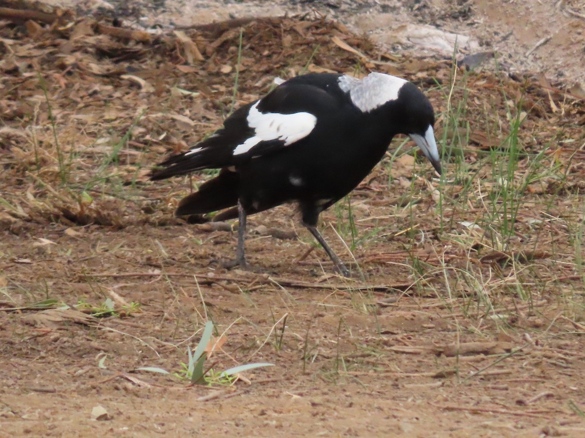 Australian Magpie (Black-backed) - ML638934299