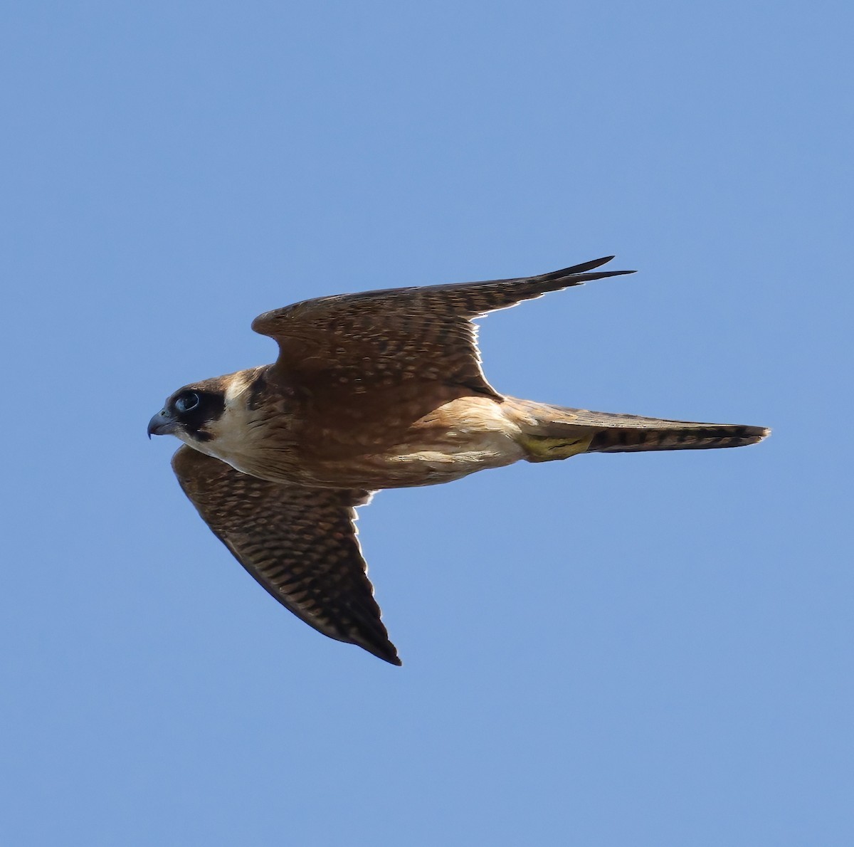 Australian Hobby - ML638934302