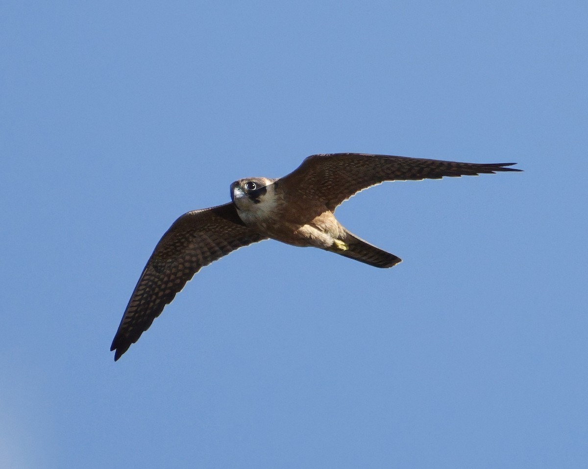 Australian Hobby - ML638934303