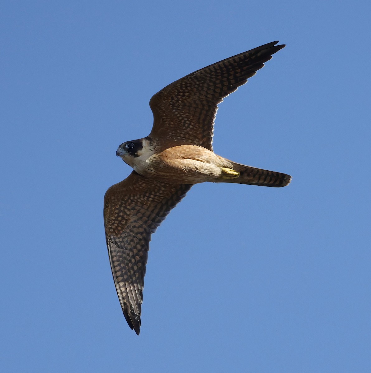 Australian Hobby - ML638934304