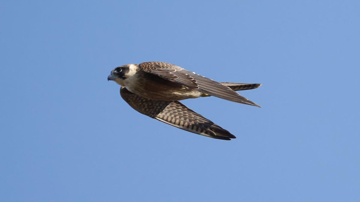 Australian Hobby - ML638934305