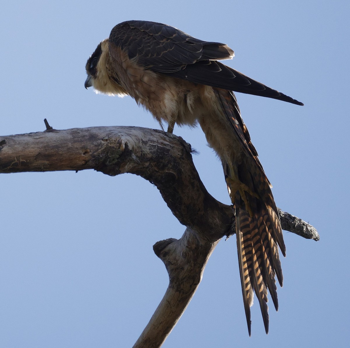 Australian Hobby - ML638934306