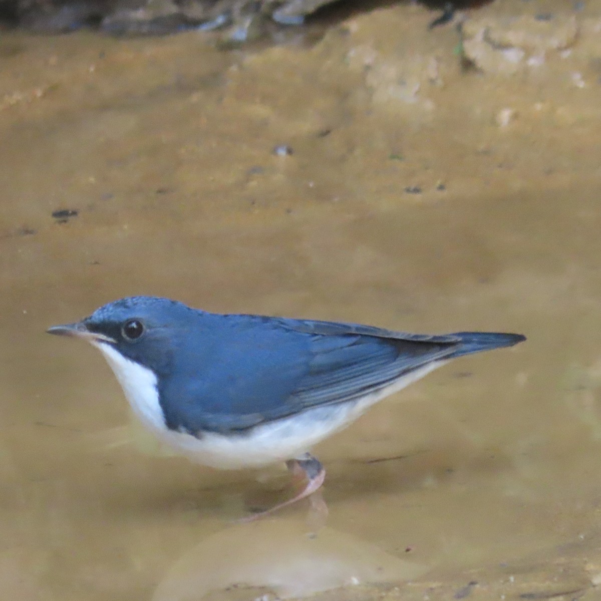 Siberian Blue Robin - ML638934309