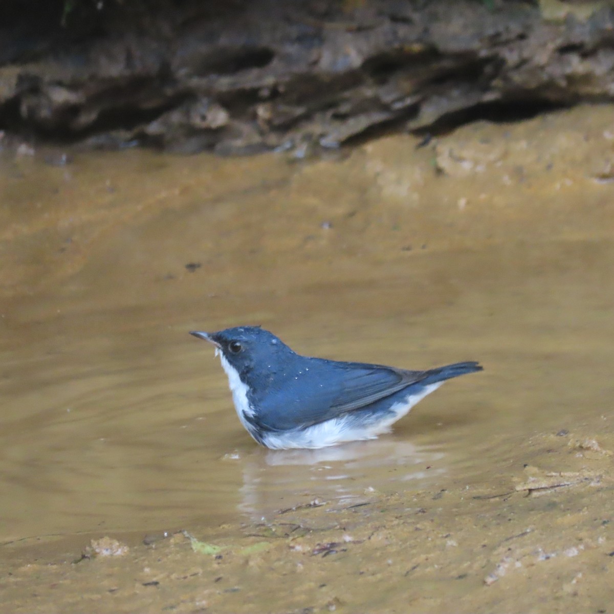 Siberian Blue Robin - ML638934310