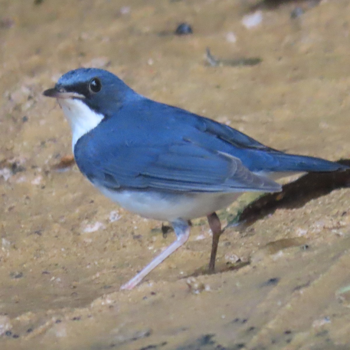 Siberian Blue Robin - ML638934311