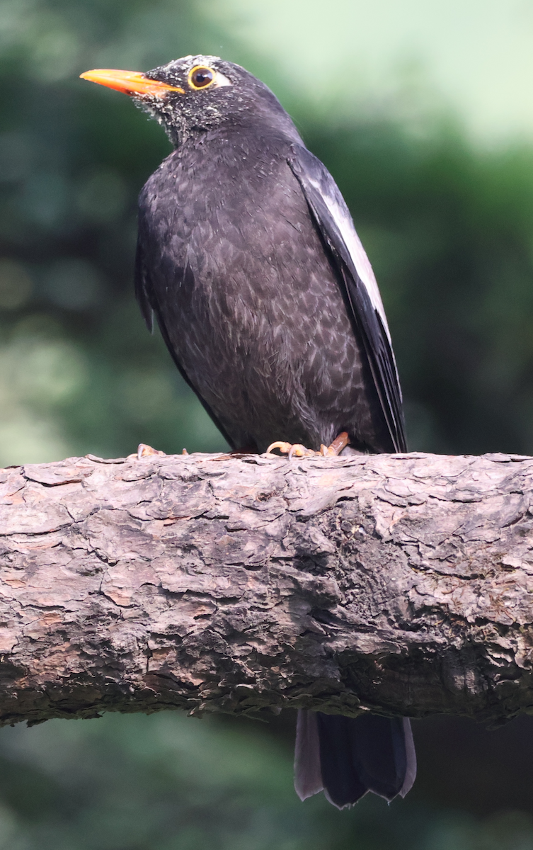 Gray-winged Blackbird - ML638934312