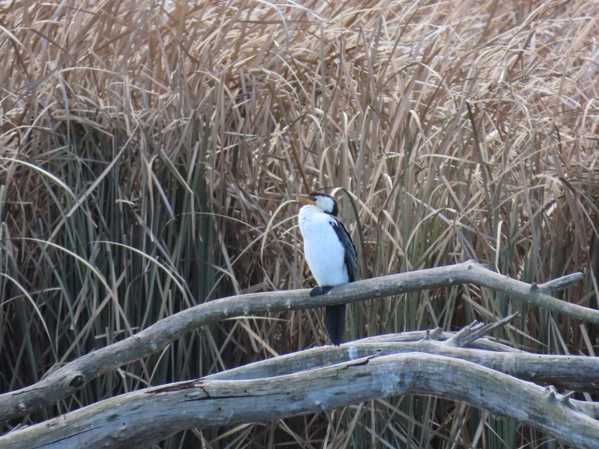 Little Pied Cormorant - ML638934313