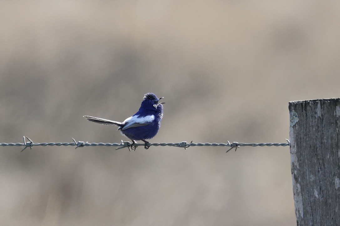 White-winged Fairywren - ML638934314