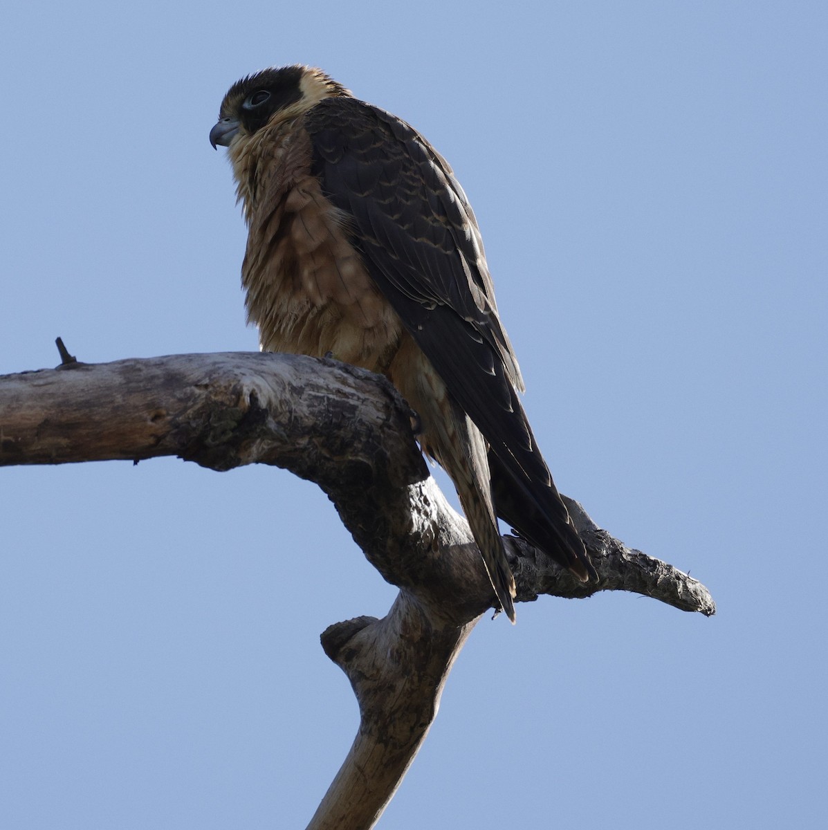 Australian Hobby - ML638934315