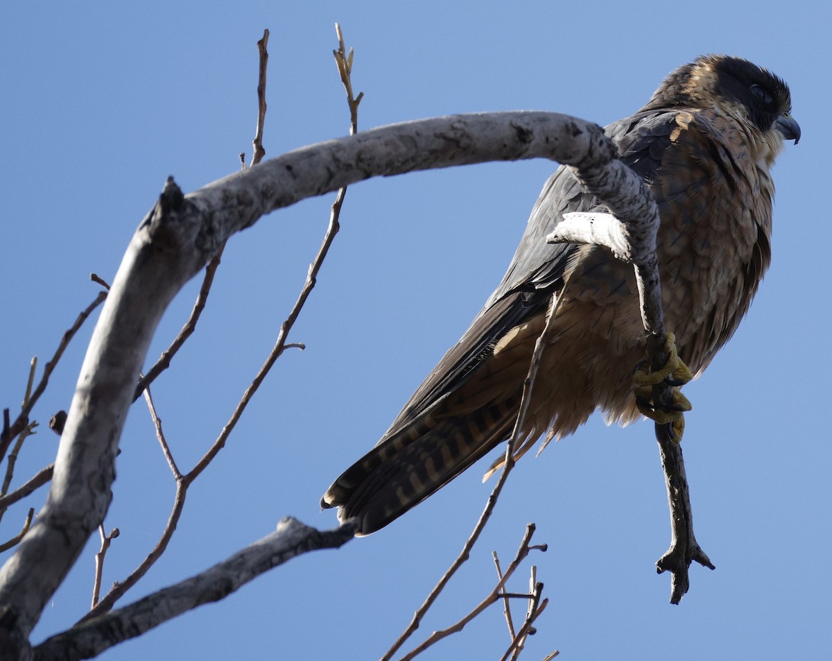 Australian Hobby - ML638934316