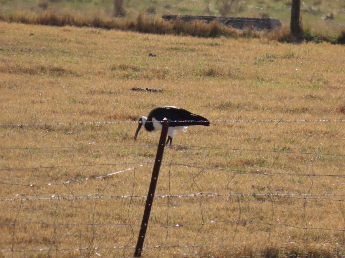 Straw-necked Ibis - ML638934318
