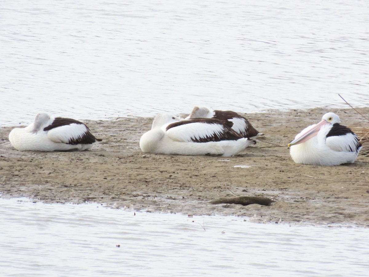 Australian Pelican - ML638934321
