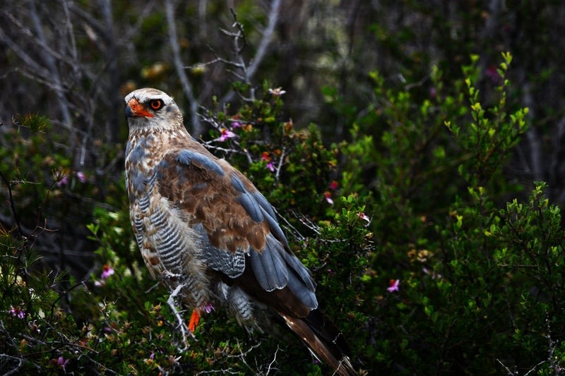 Pale Chanting-Goshawk - ML638934325