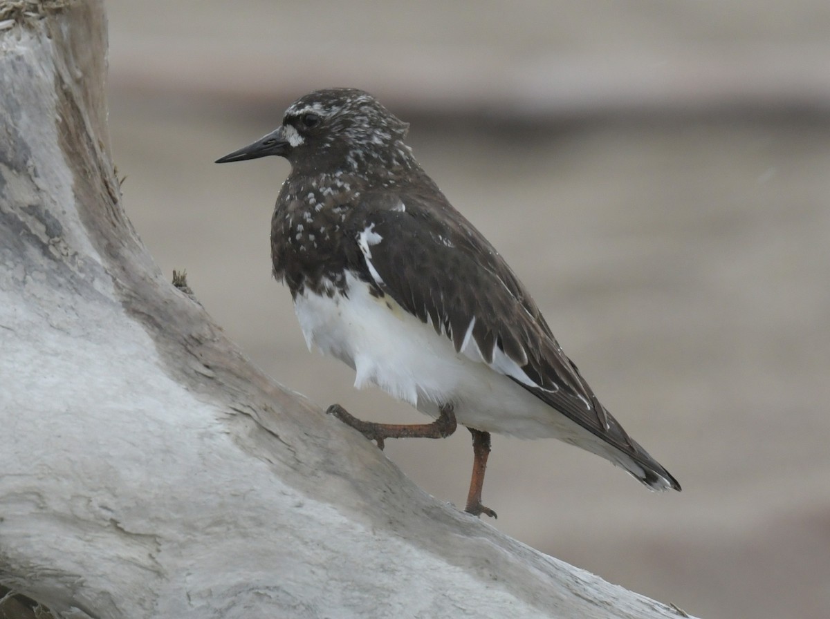 Black Turnstone - ML638934327