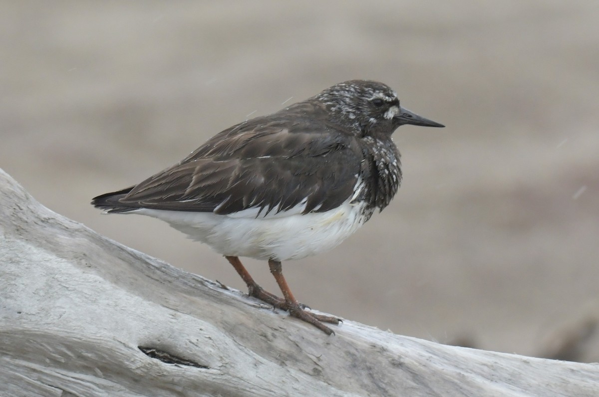 Black Turnstone - ML638934328