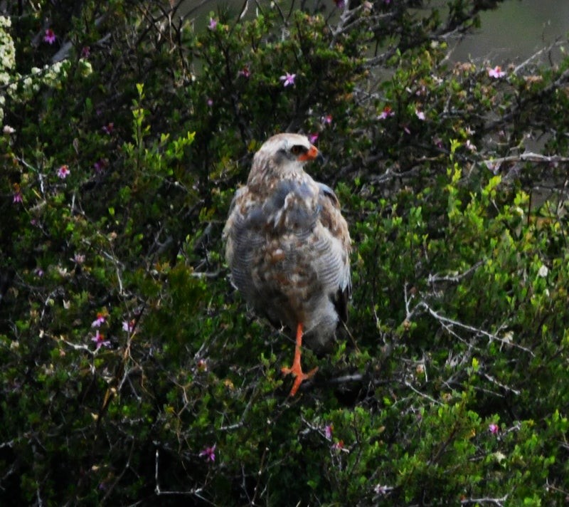 Pale Chanting-Goshawk - ML638934333