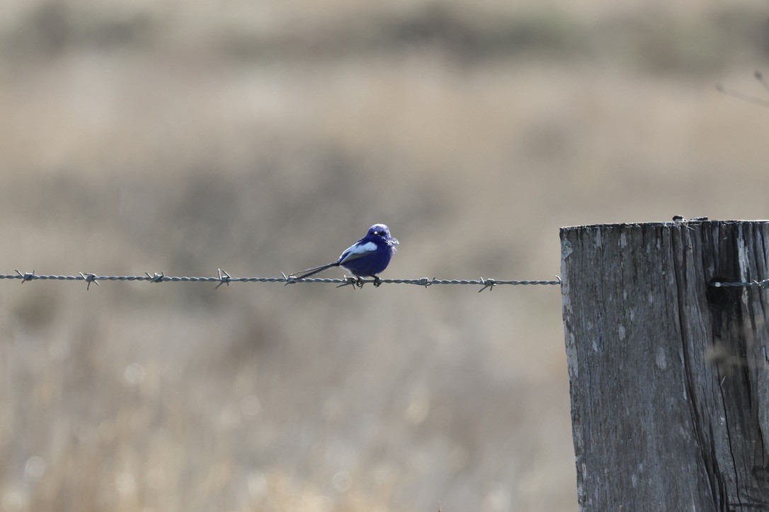 White-winged Fairywren - ML638934334