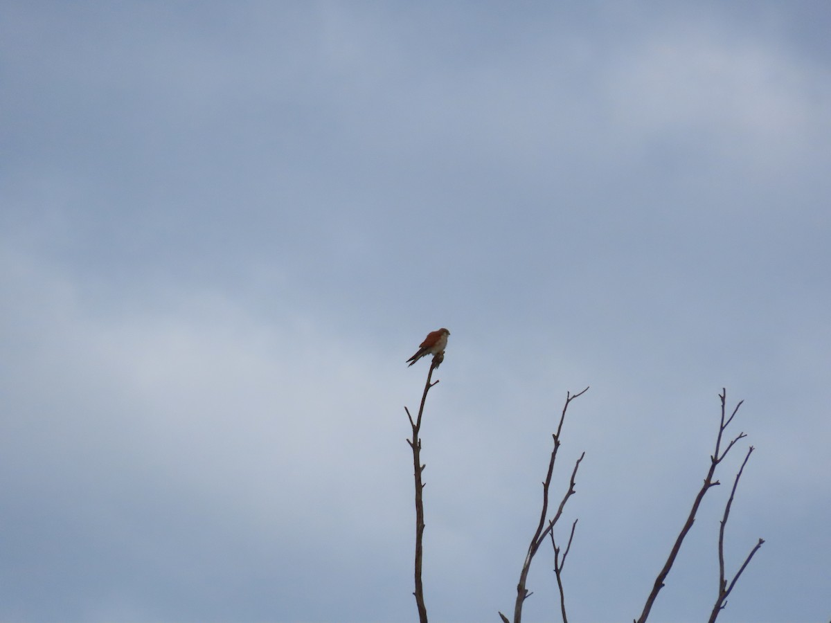 Nankeen Kestrel - ML638934335