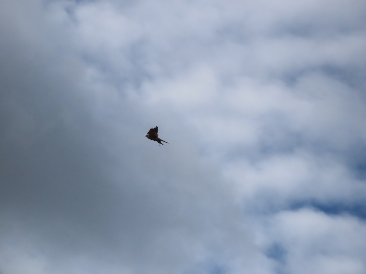 Nankeen Kestrel - ML638934336