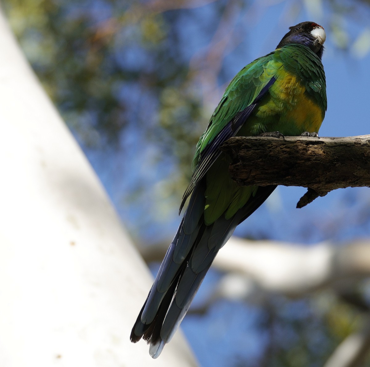 Australian Ringneck - ML638934337