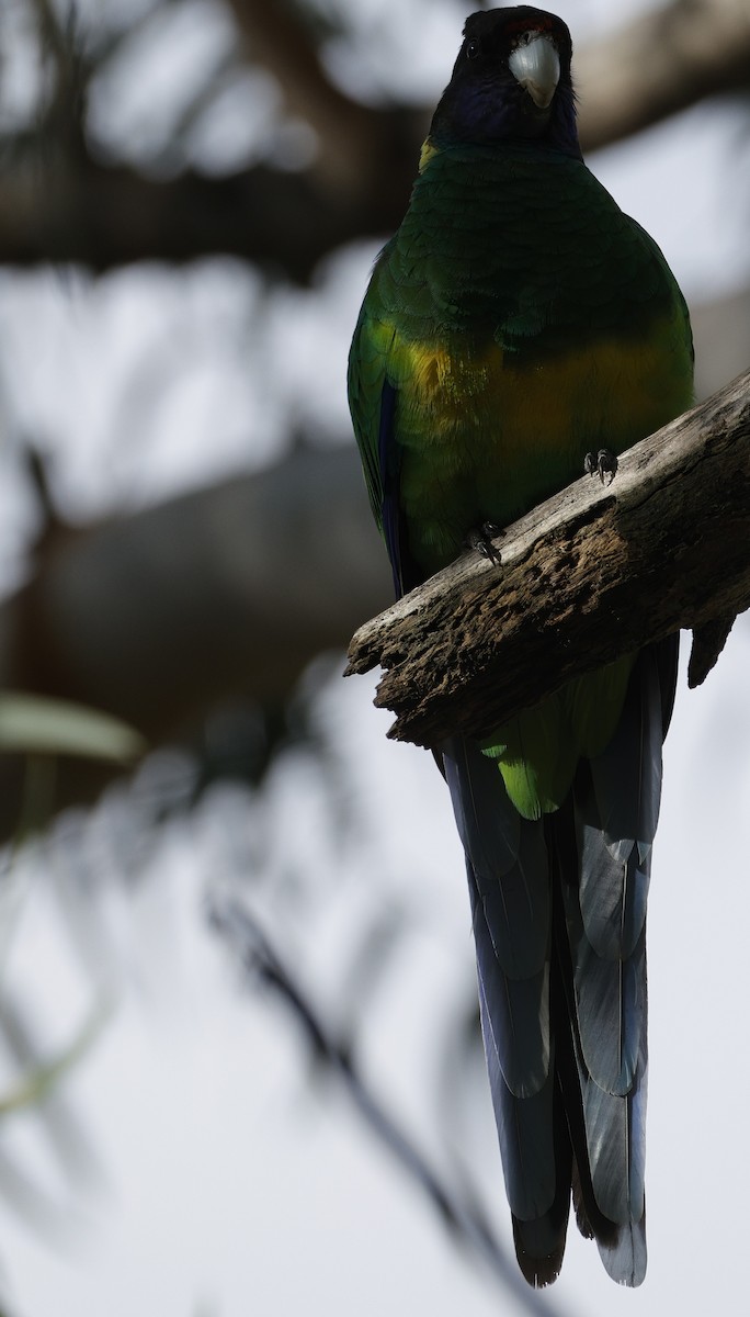 Australian Ringneck - ML638934338