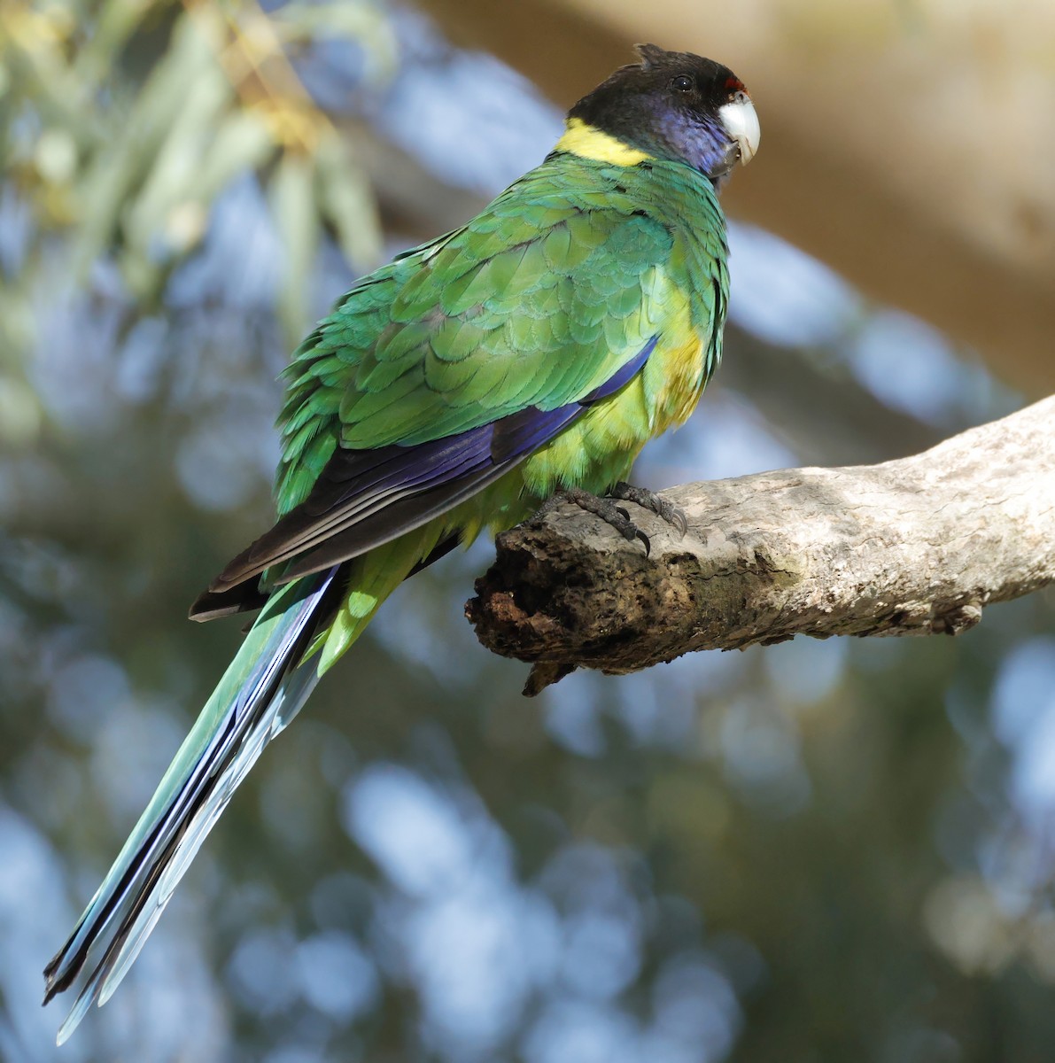 Australian Ringneck - ML638934339