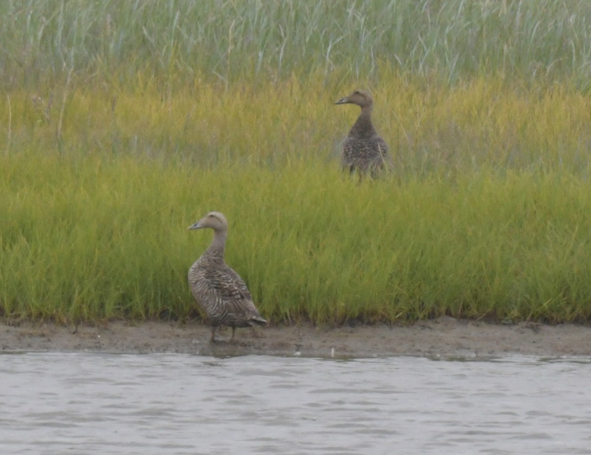 Common Eider - ML638934340