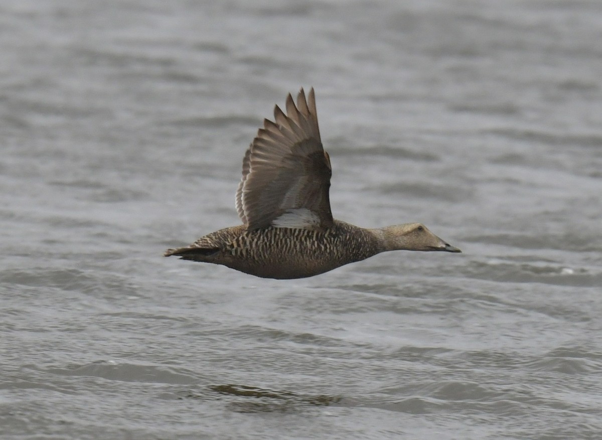Common Eider - ML638934341