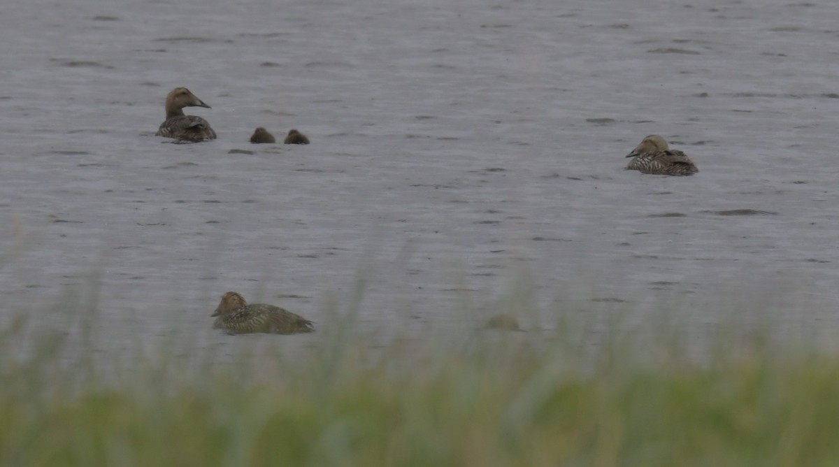 Common Eider - ML638934342