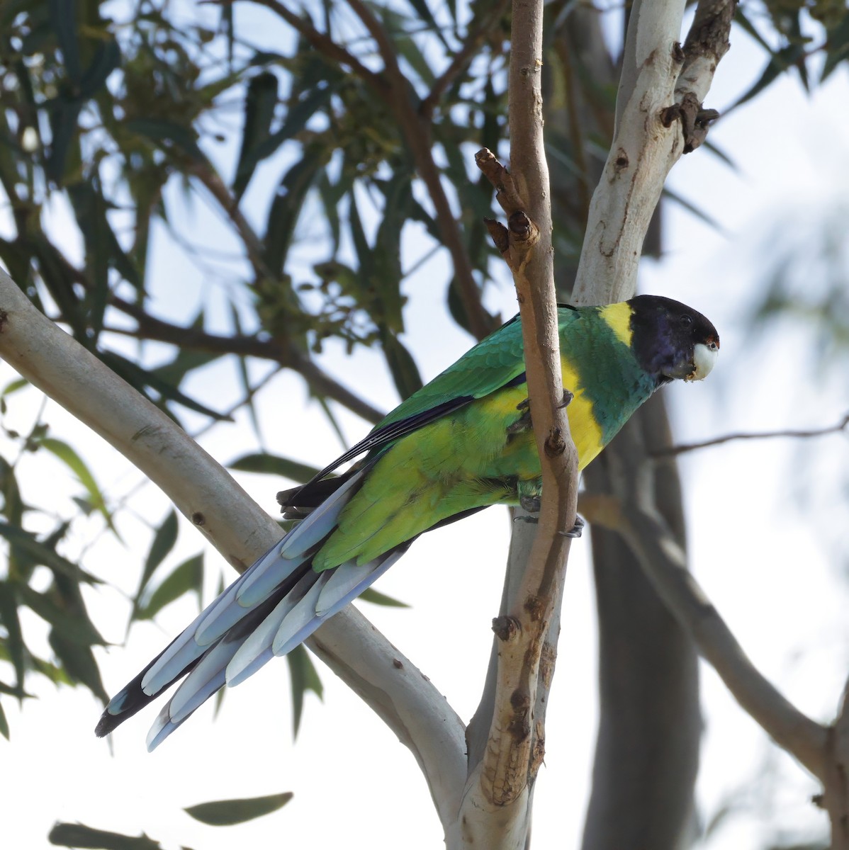 Australian Ringneck - ML638934343