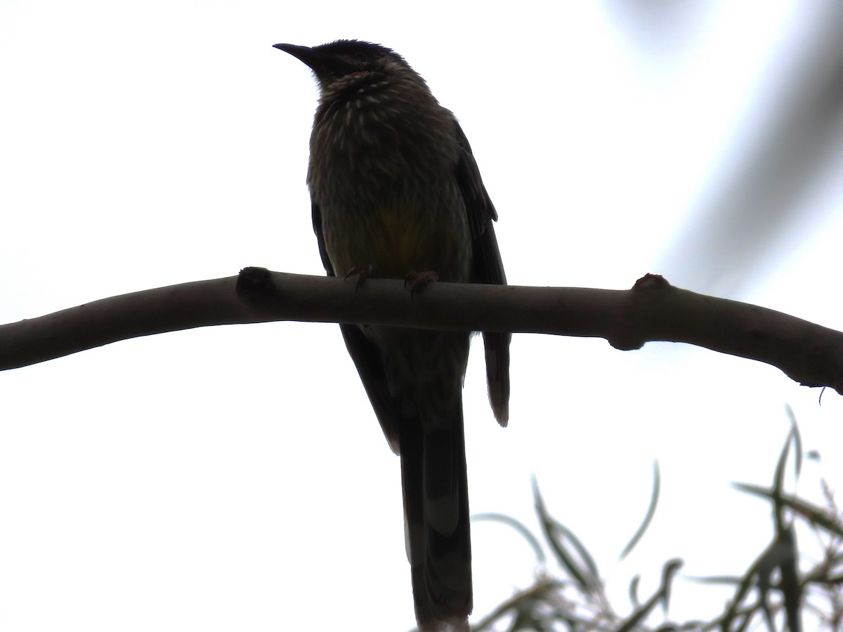 Red Wattlebird - ML638934347