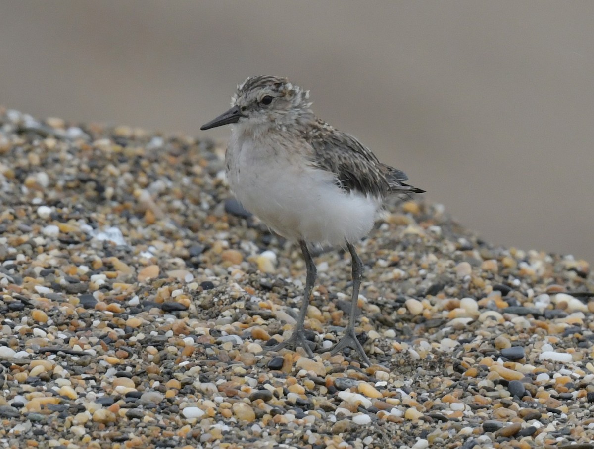 Semipalmated Sandpiper - ML638934348