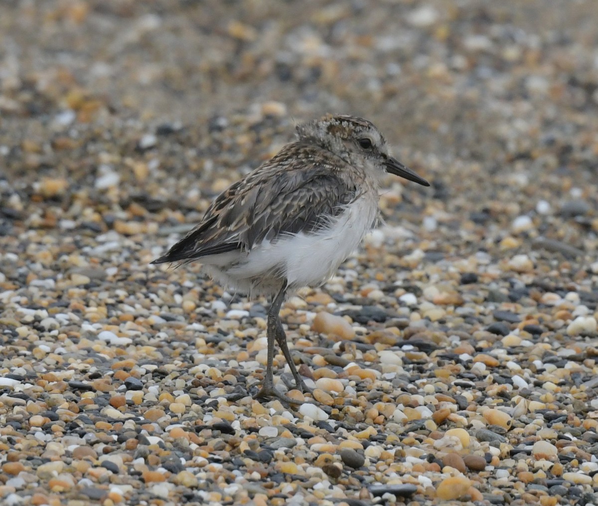 Semipalmated Sandpiper - ML638934349